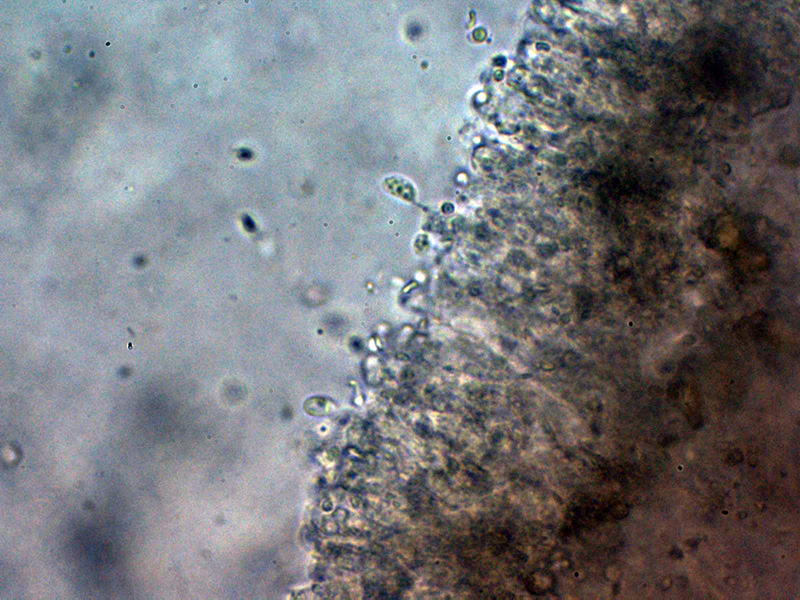 Un hydnoide corticale da identificare